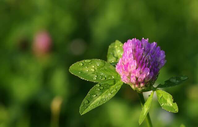 Ďatelina lúčna - Trifolium pratense